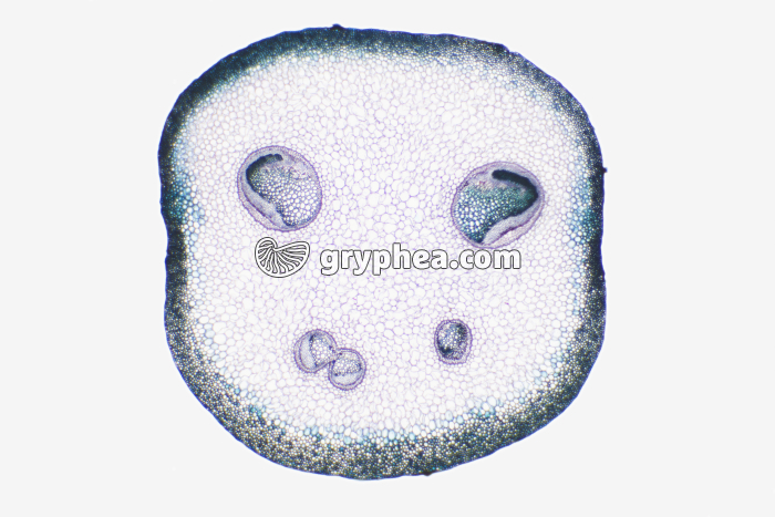 Pétiole de Fougère (rachis) CT x7 - gryphea.com
